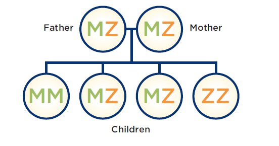 Genotyping Graphic for Alpha 1